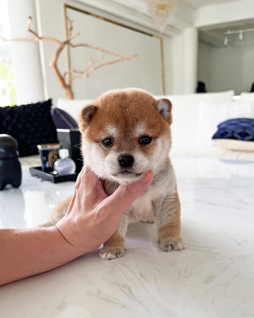 Luca, a Mame Shiba puppy