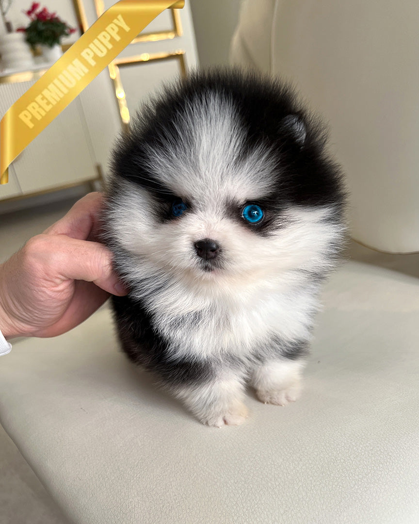 Koda photo 1