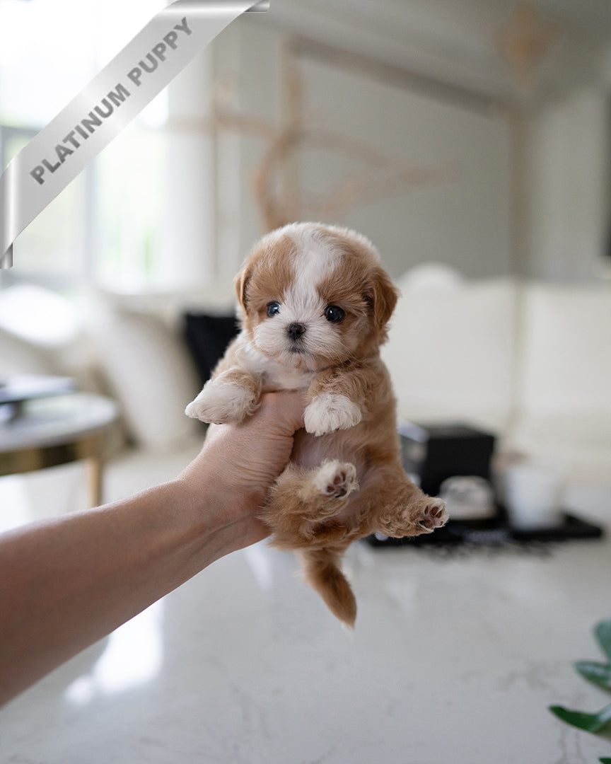 Lulu, a Maltipoo puppy
