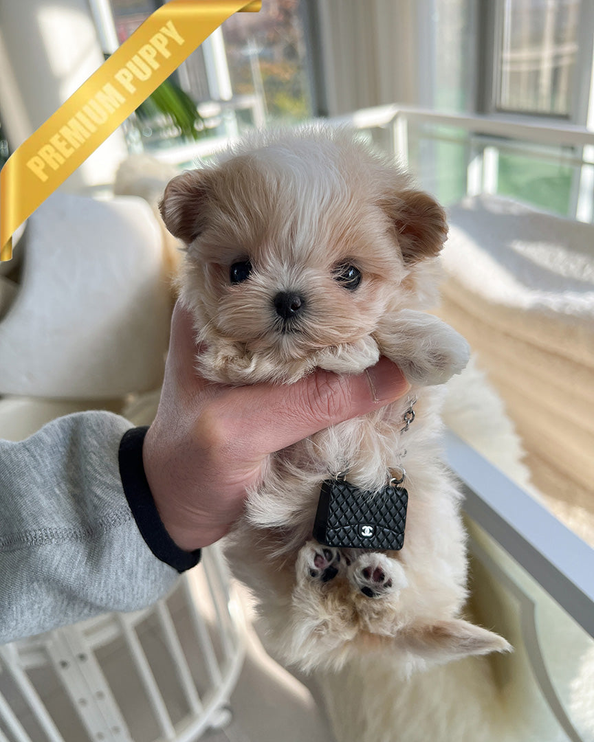 Lulu, a Maltipoo puppy