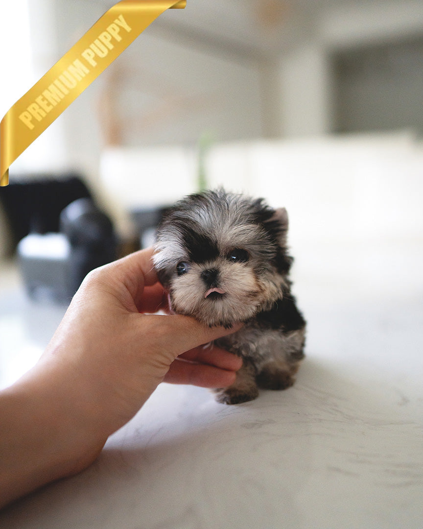 Luna, a Yorkie puppy
