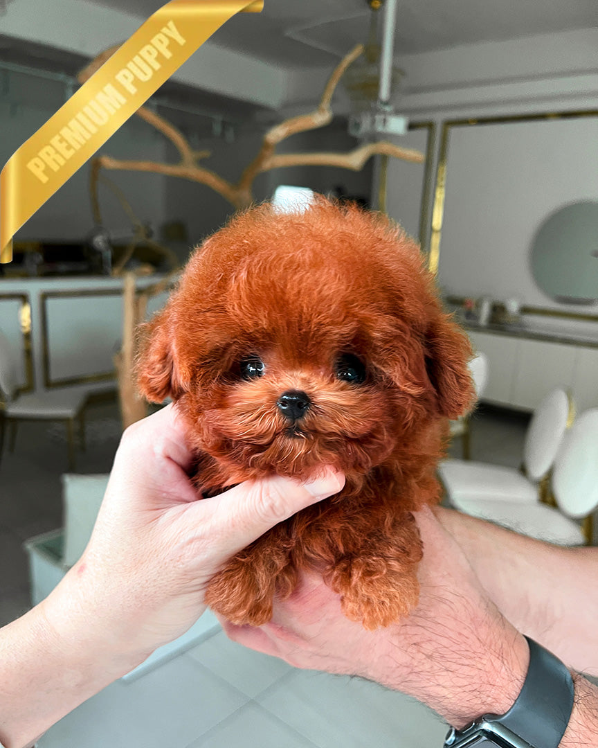 Luna, a Poodle puppy