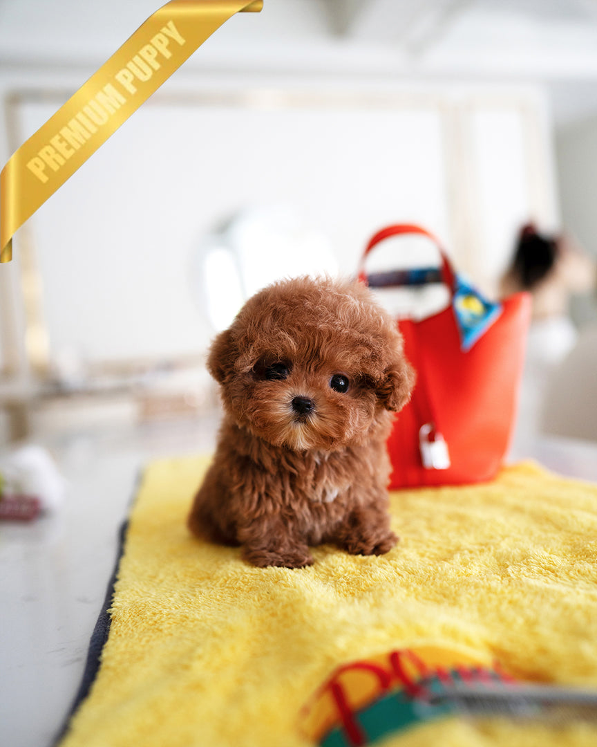 Luna, a Poodle puppy