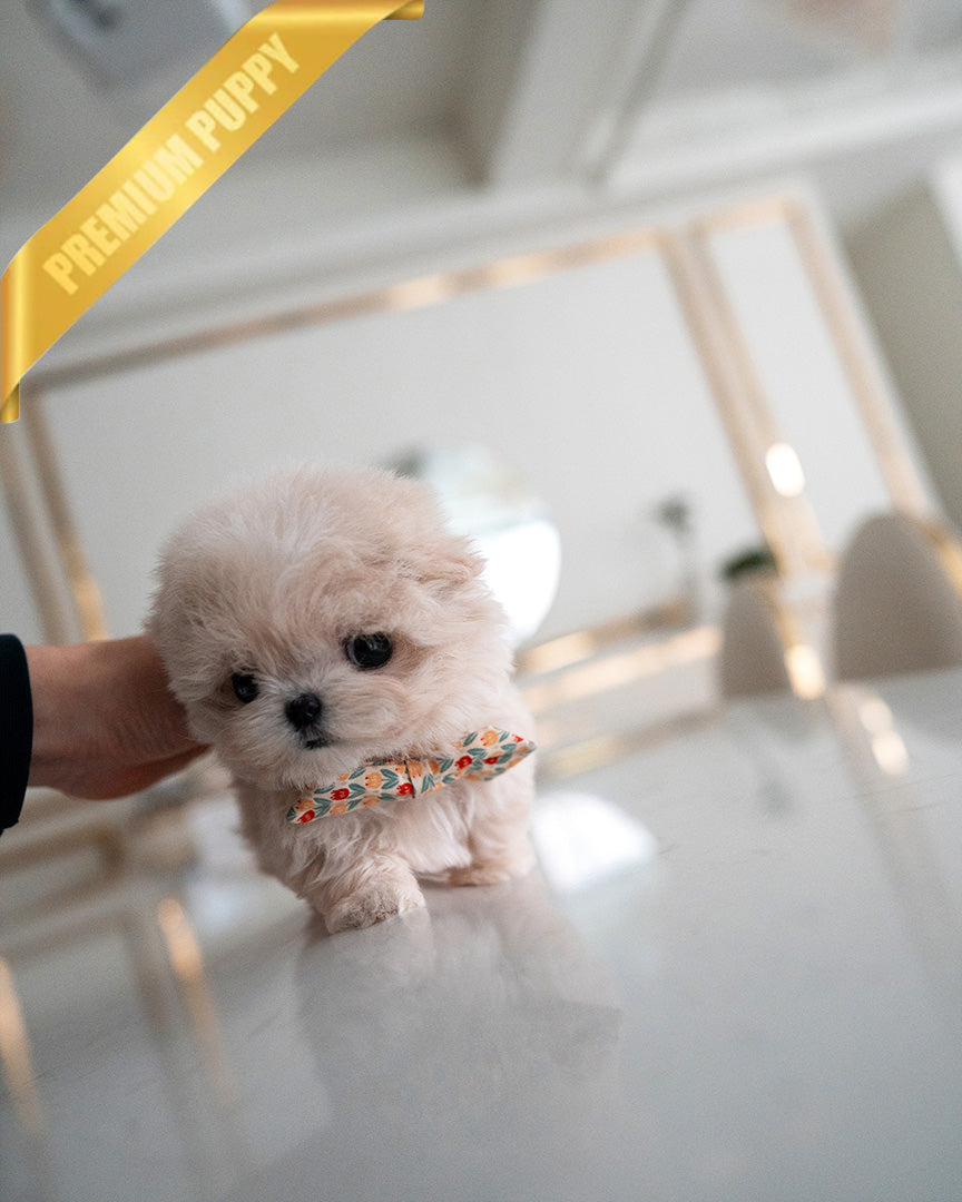 Lyra, a Maltipoo puppy