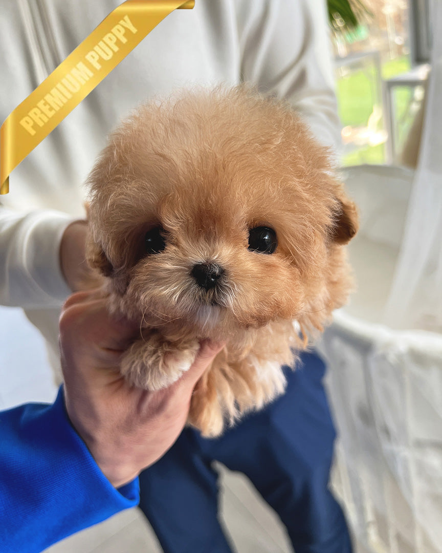 Lyra, a Maltipoo puppy