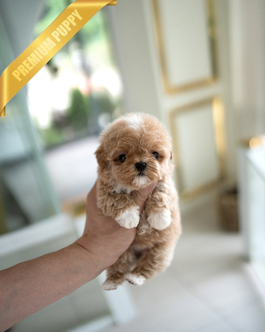 Lyra, a Maltipoo puppy