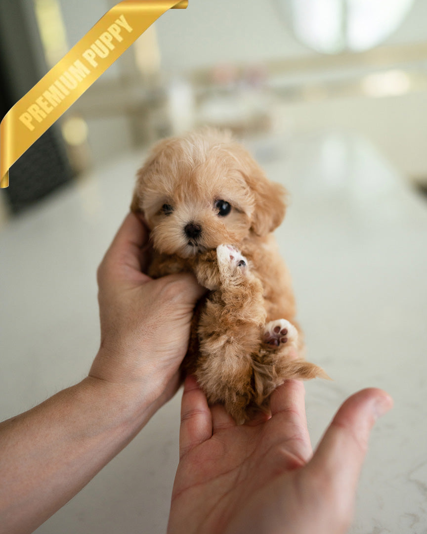 Lyra, a Maltipoo puppy