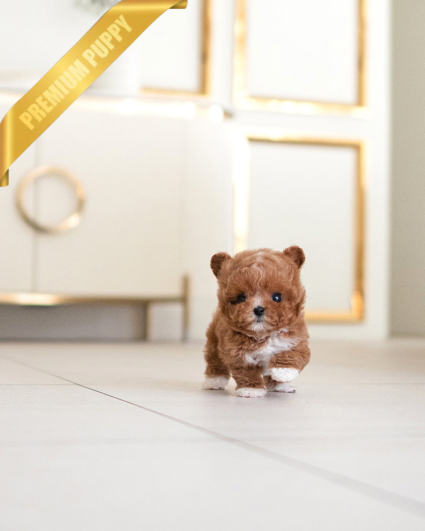 Lyra, a Maltipoo puppy