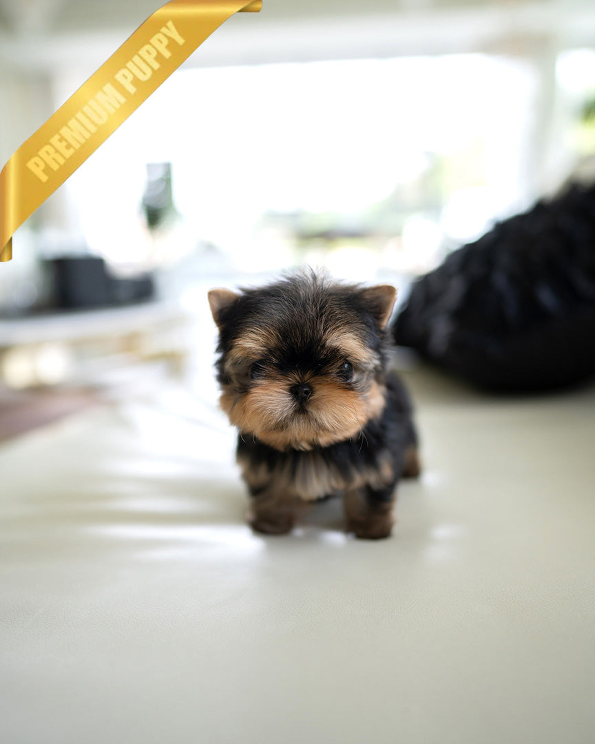 Maggie, a Yorkie puppy