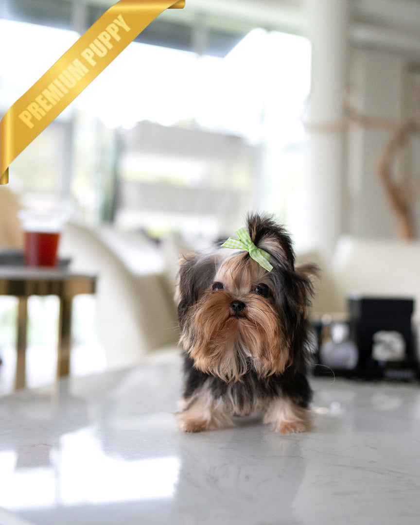 Maggie, a Yorkie puppy