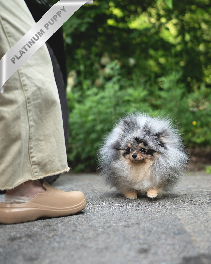 Marble, a Pomeranian puppy
