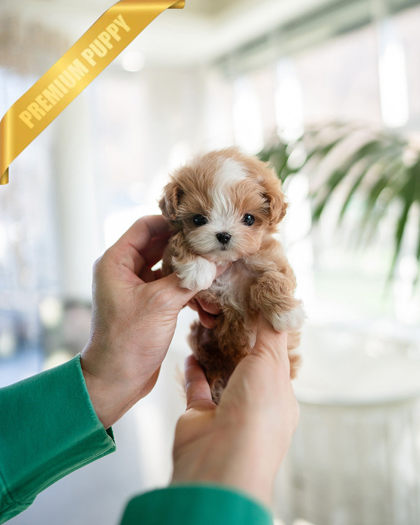 Marco, a Maltipoo puppy