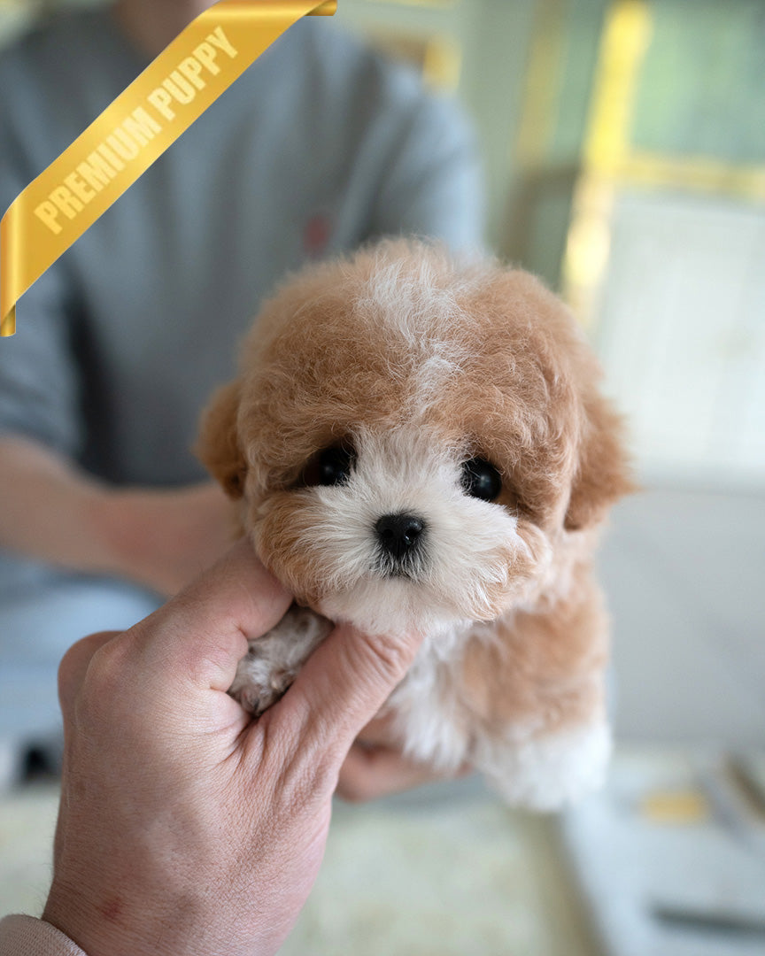 Marco, a Maltipoo puppy