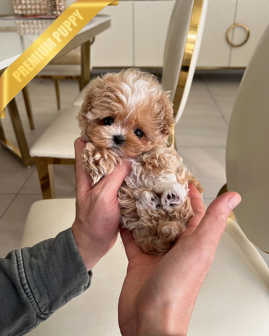 Marco, a Maltipoo puppy
