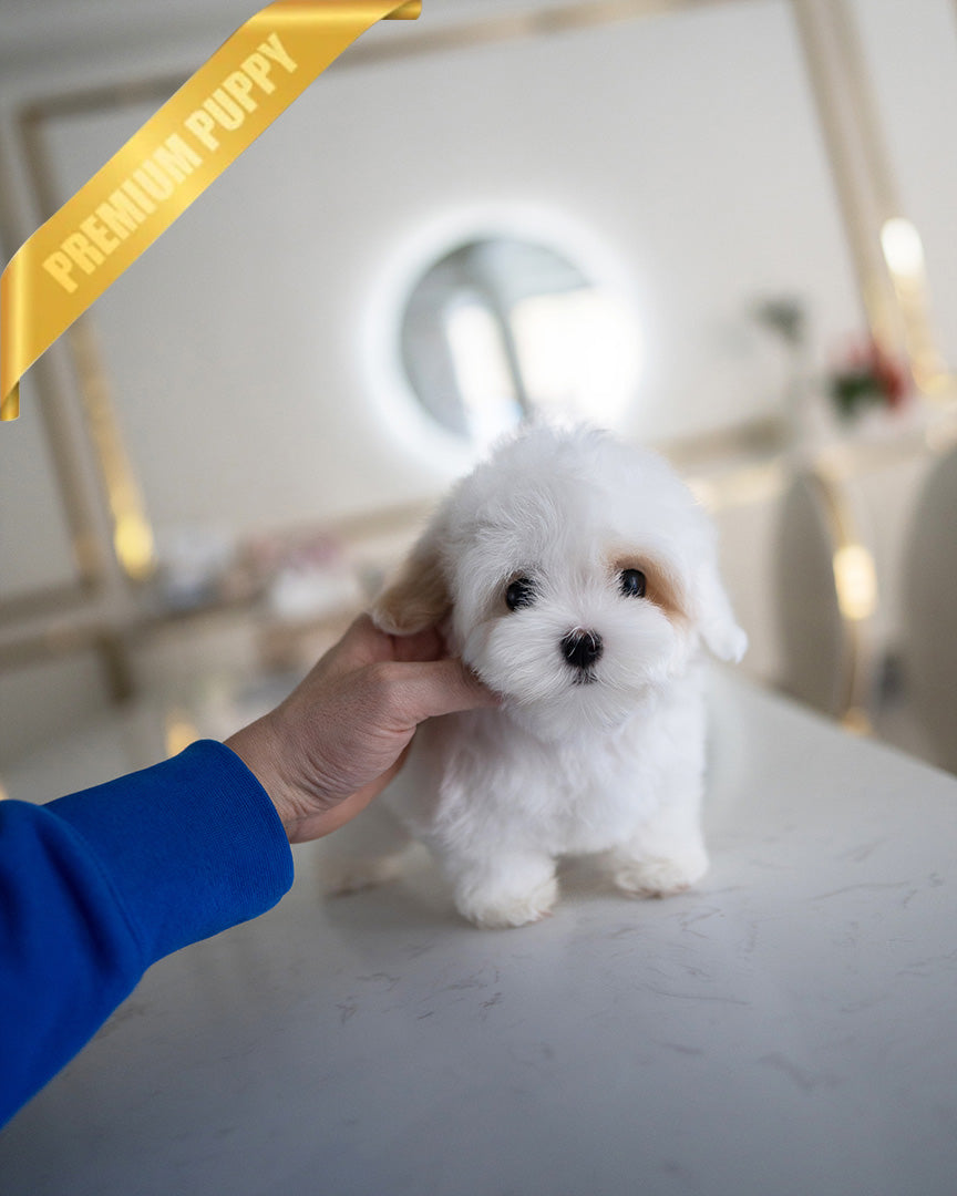 Marshmallow, a Coton De Tulear puppy
