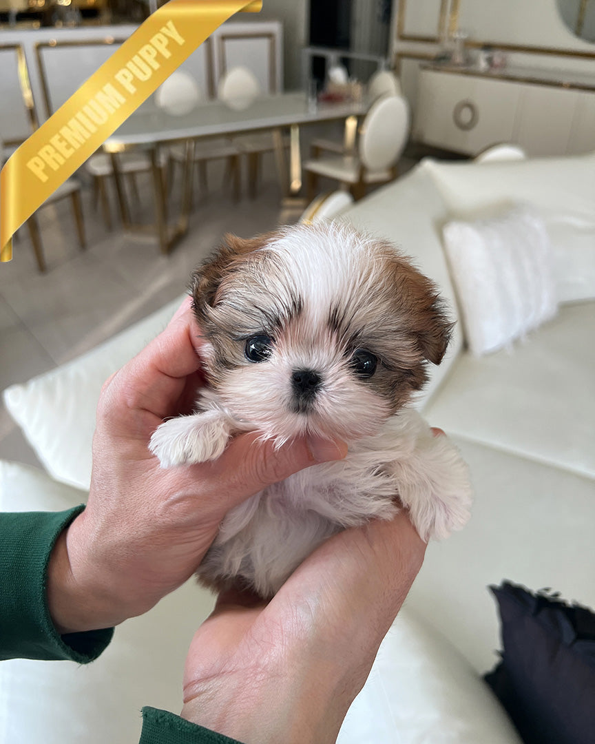 Benny, a Maltitzu puppy