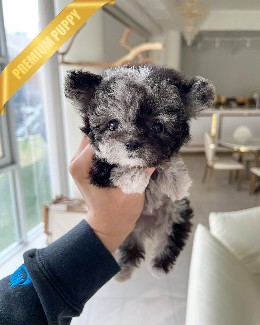 Melina, a Poodle puppy