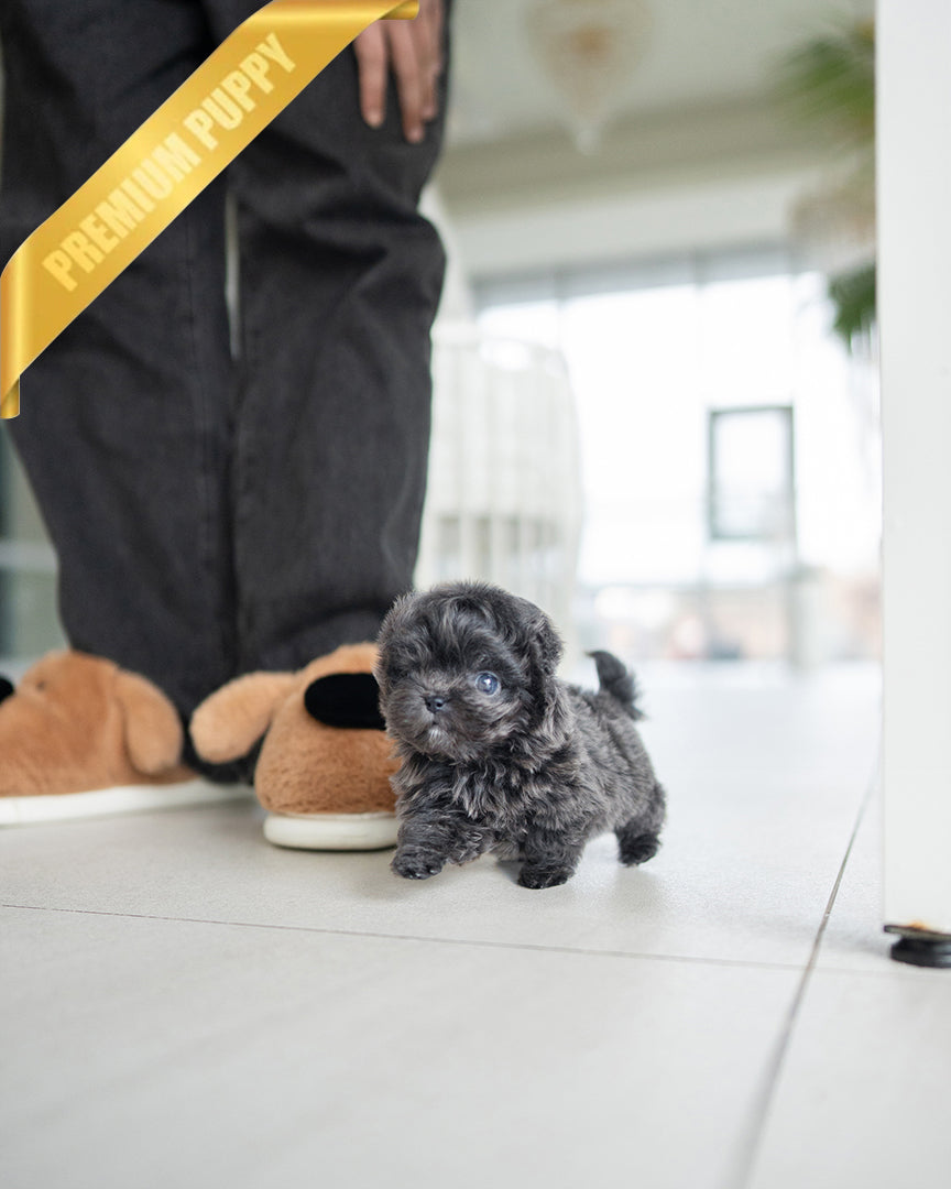Melina, a Poodle puppy