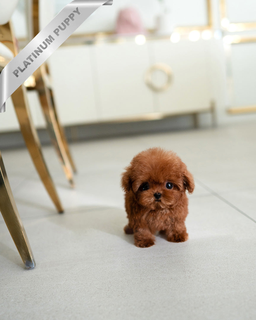 Melina, a Poodle puppy