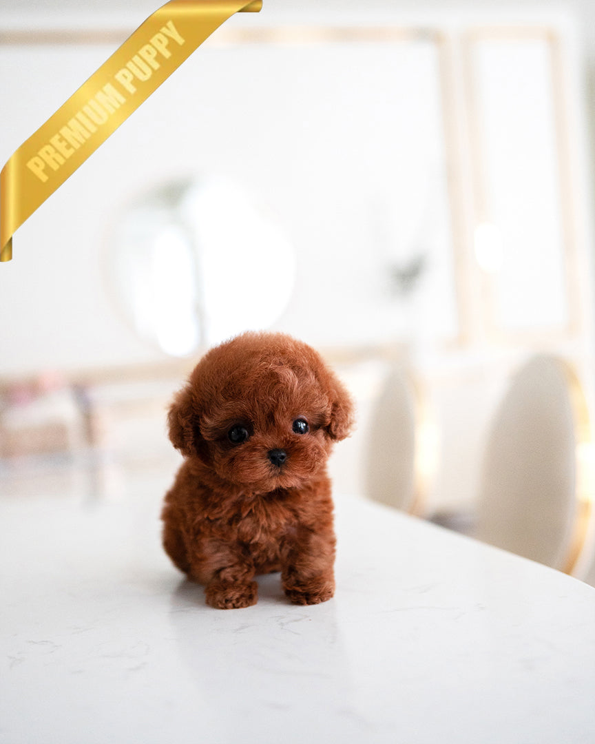 Milo, a Poodle puppy