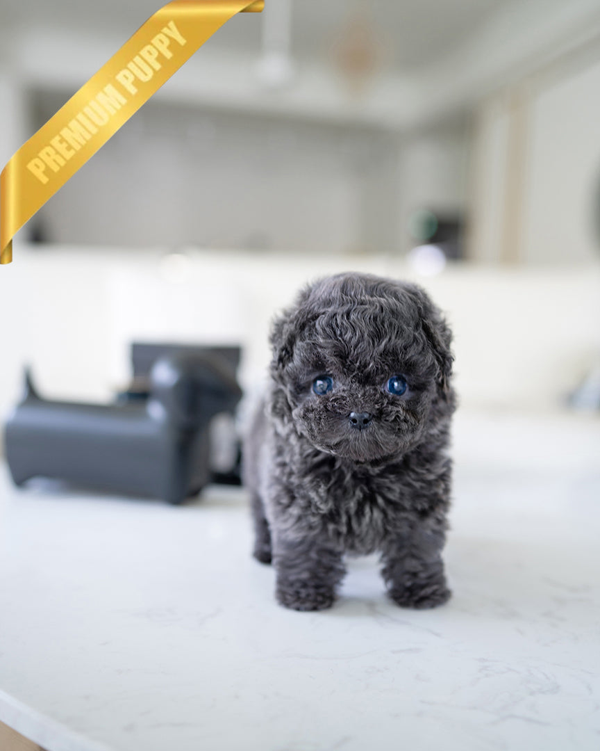 Milo, a Poodle puppy