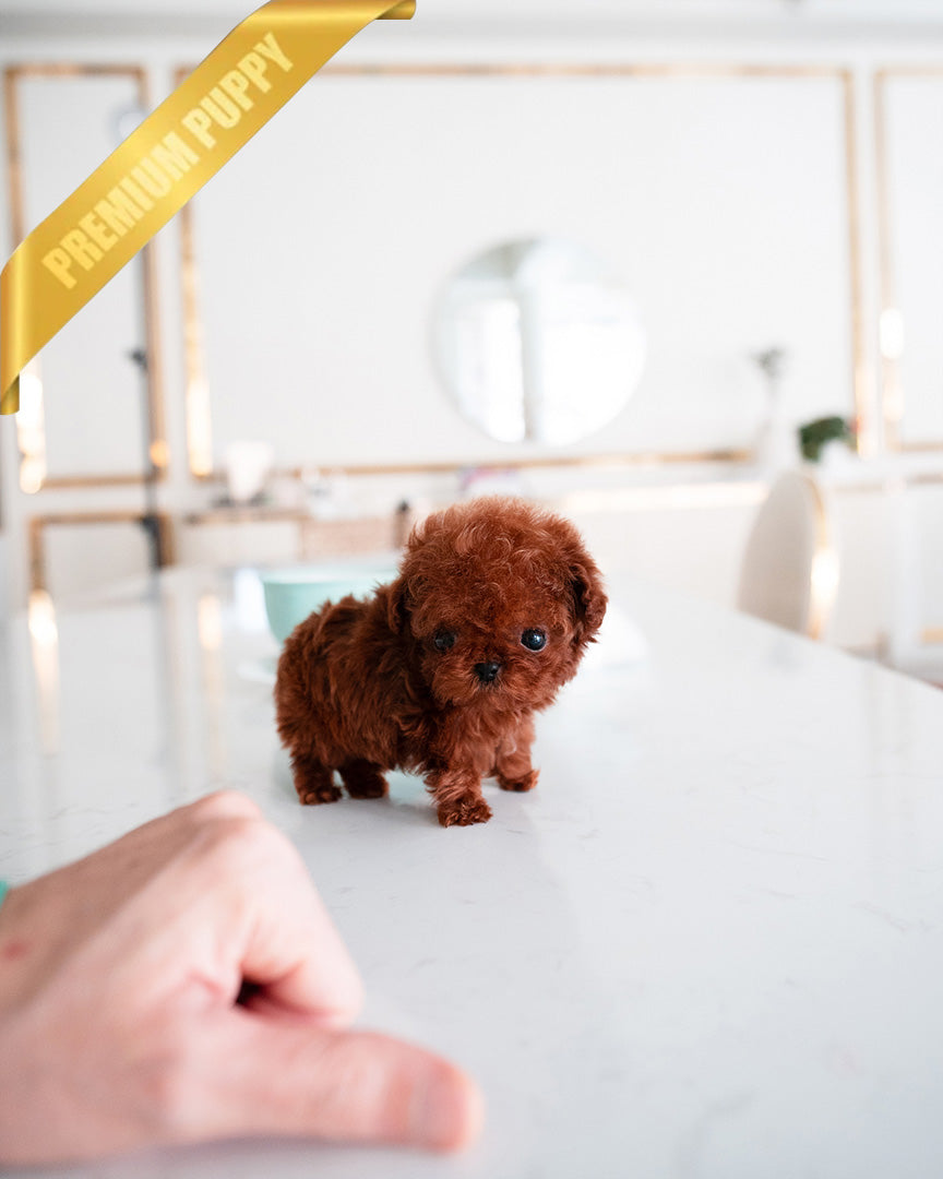 Milo, a Poodle puppy