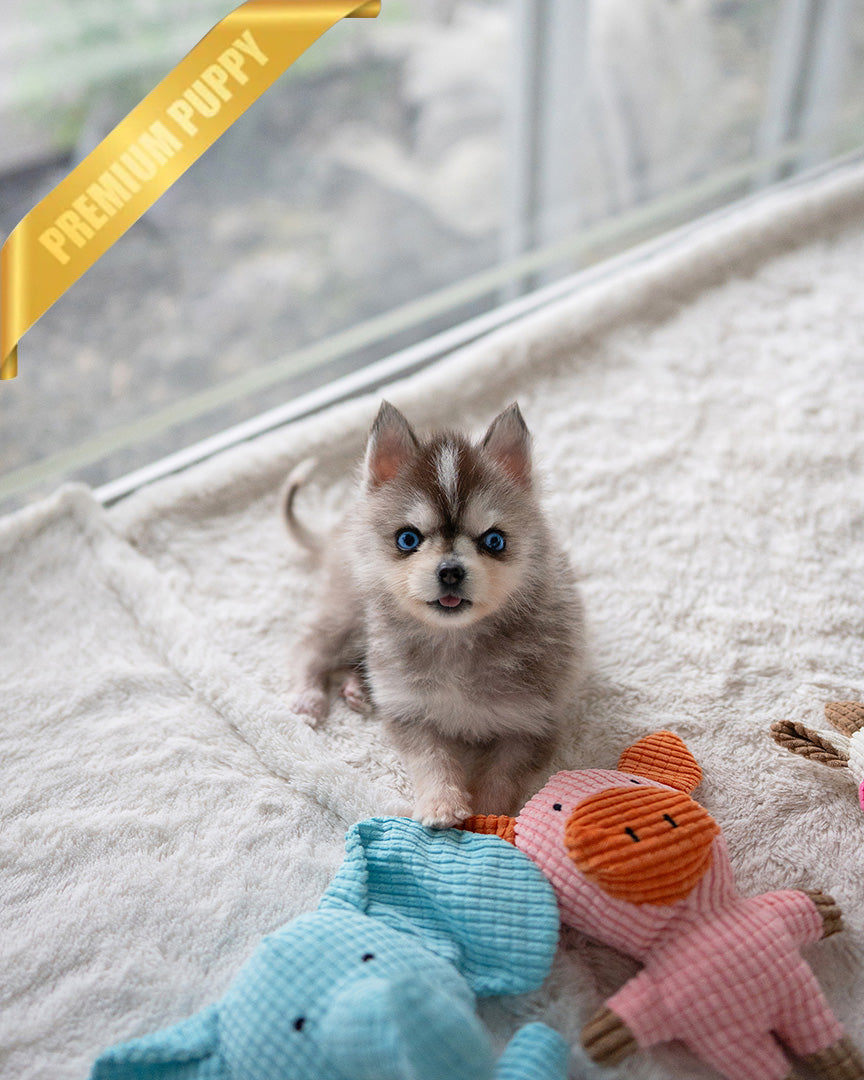 Milo, a Pomsky puppy