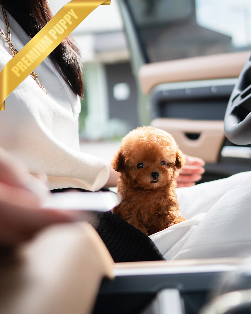 Milo, a Poodle puppy