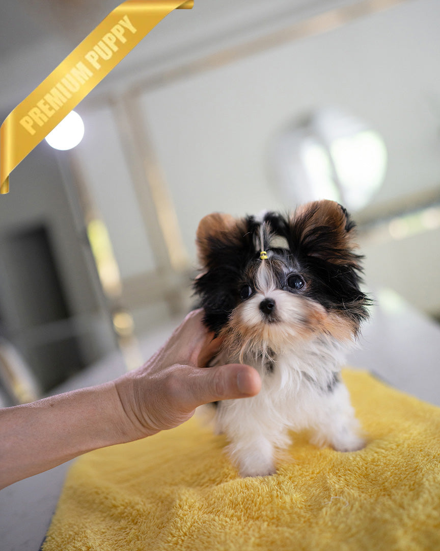 Milo, a Biewer Terrier puppy