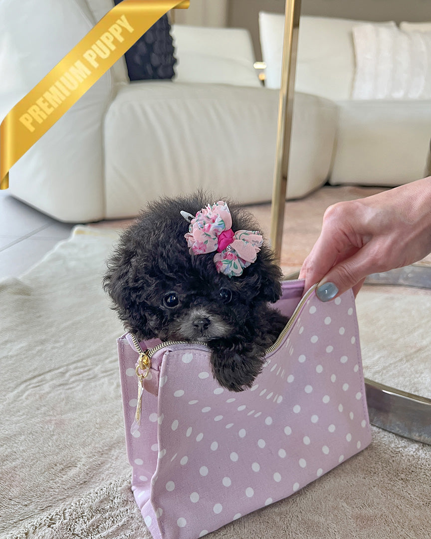 Misty, a Poodle puppy