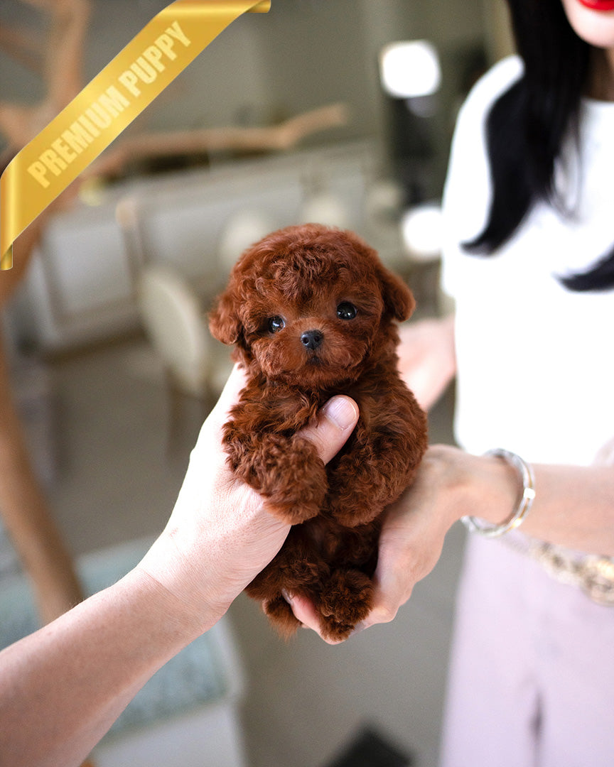 Mitch, a Poodle puppy