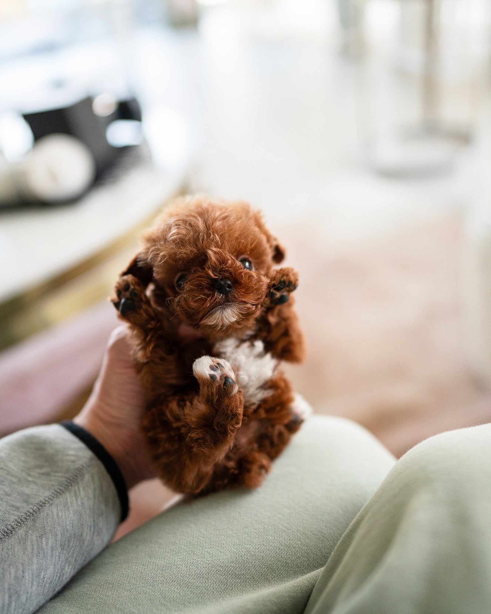 Mitch, a Poodle puppy
