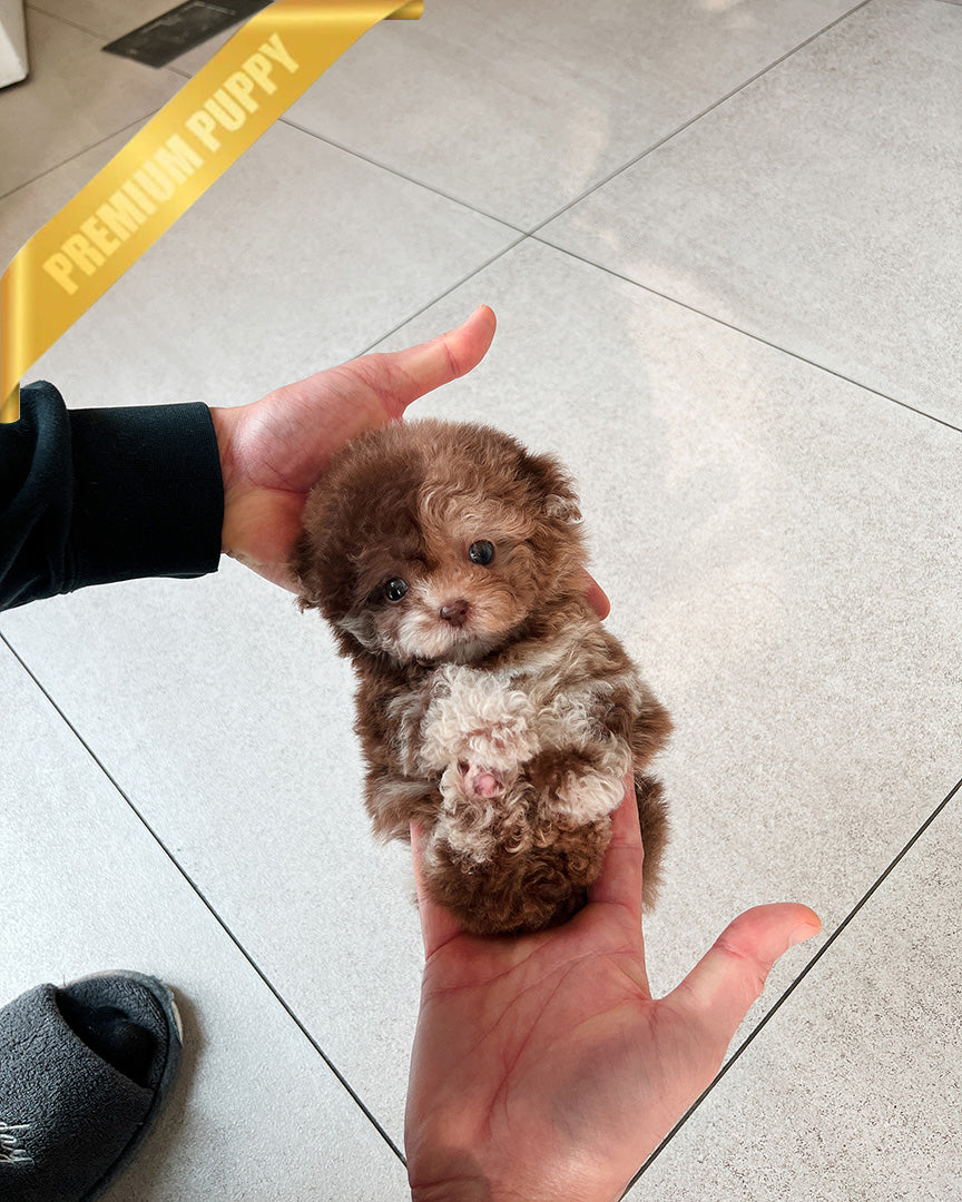 Mocha, a Poodle puppy