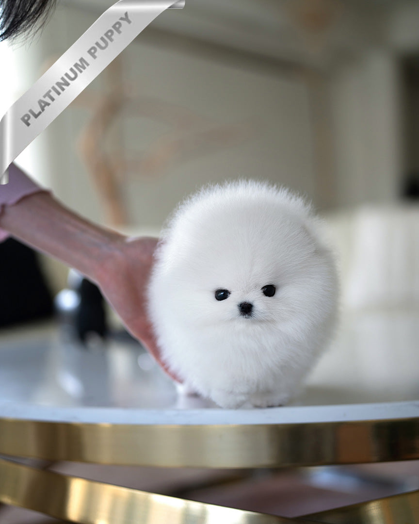 Mochi, a Pomeranian puppy