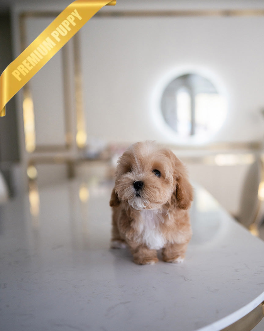 Mochi, a Coton De Tulear puppy