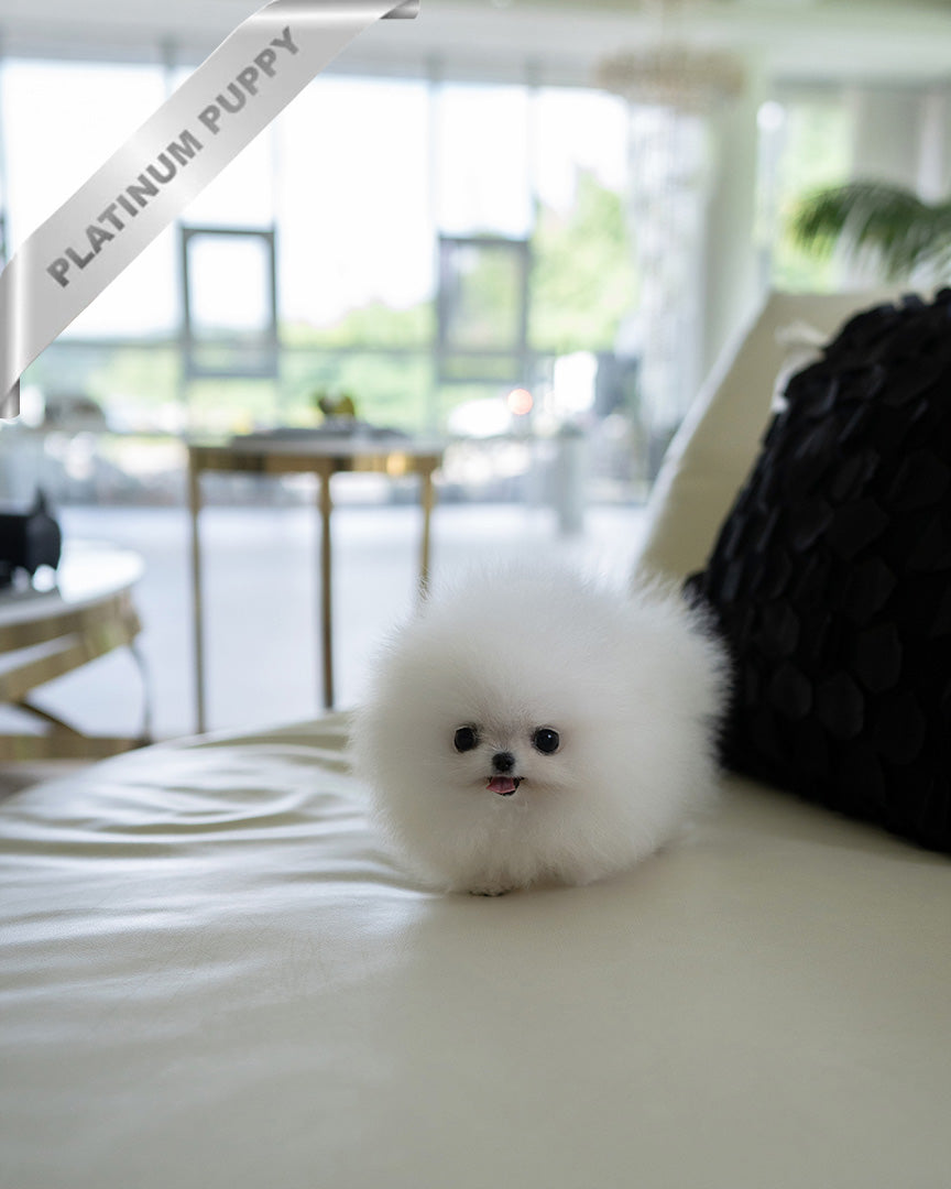 Mochi, a Pomeranian puppy