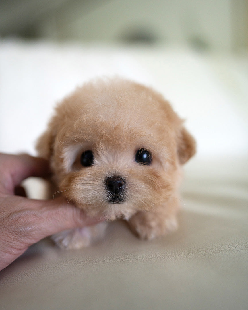 Mochi, a Poodle puppy