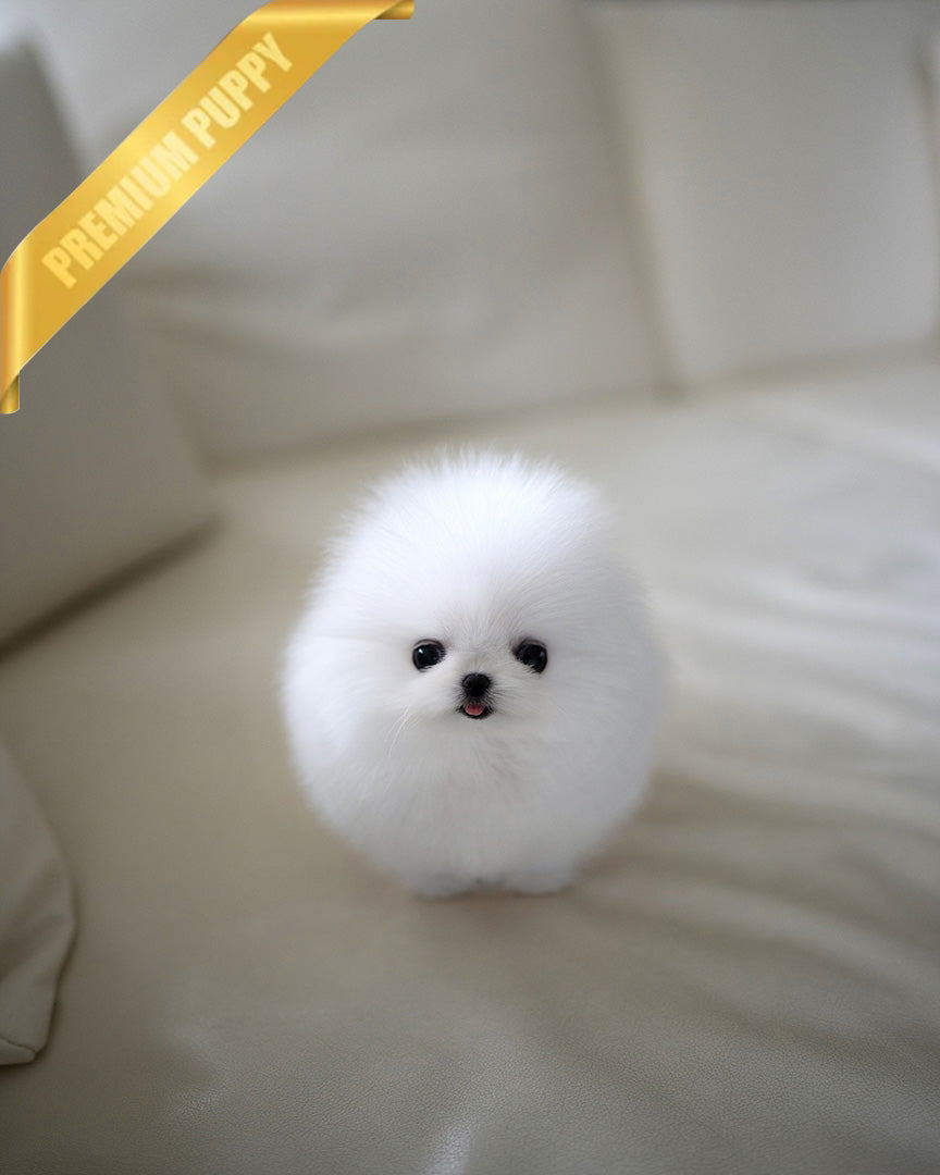 Mochi, a Pomeranian puppy