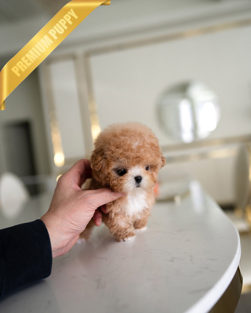 Mochi, a Poodle puppy
