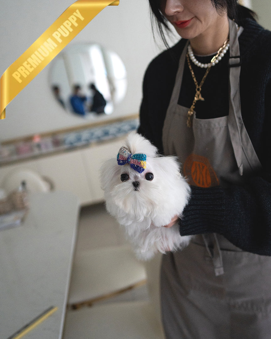 Mochi, a Maltese puppy