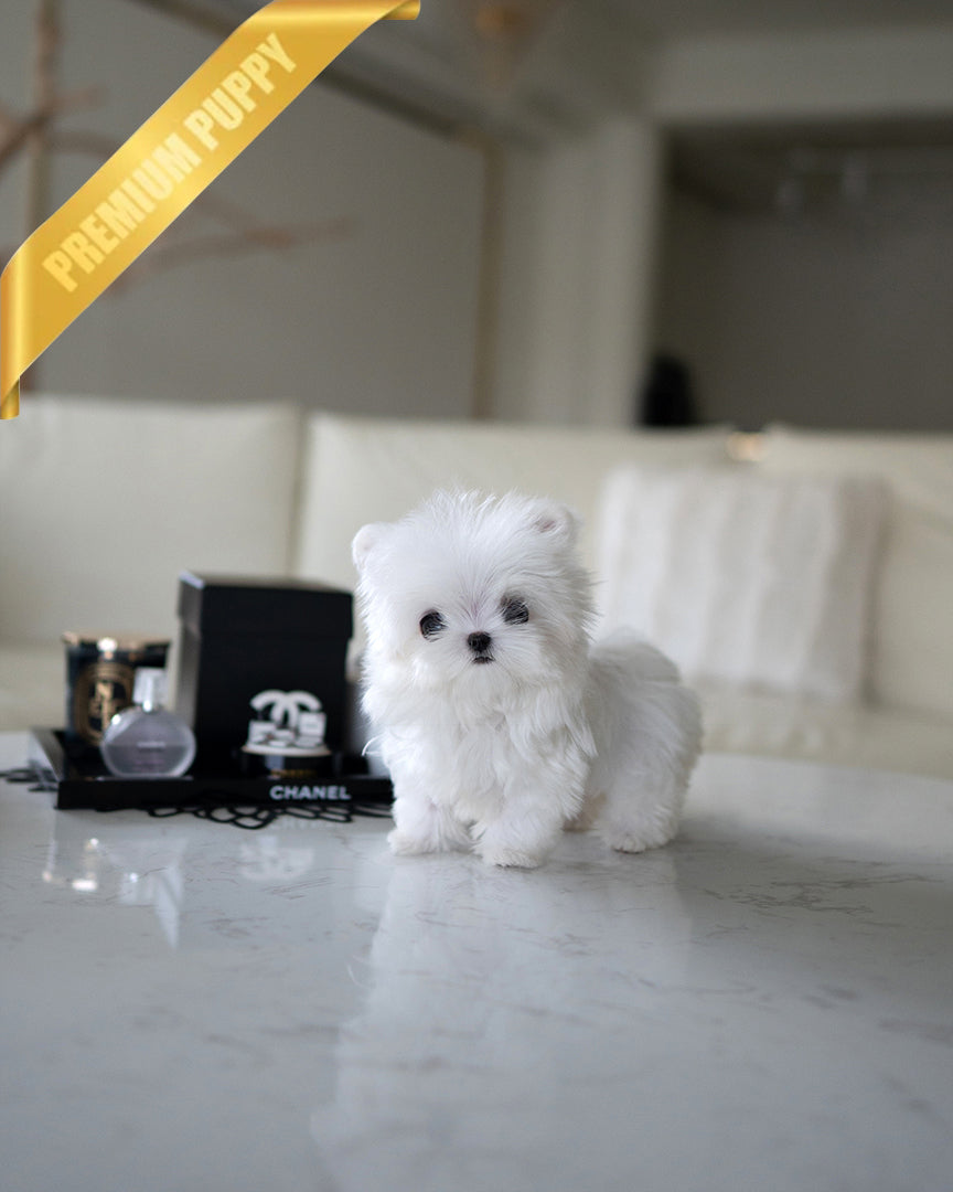 Mochi, a Maltese puppy