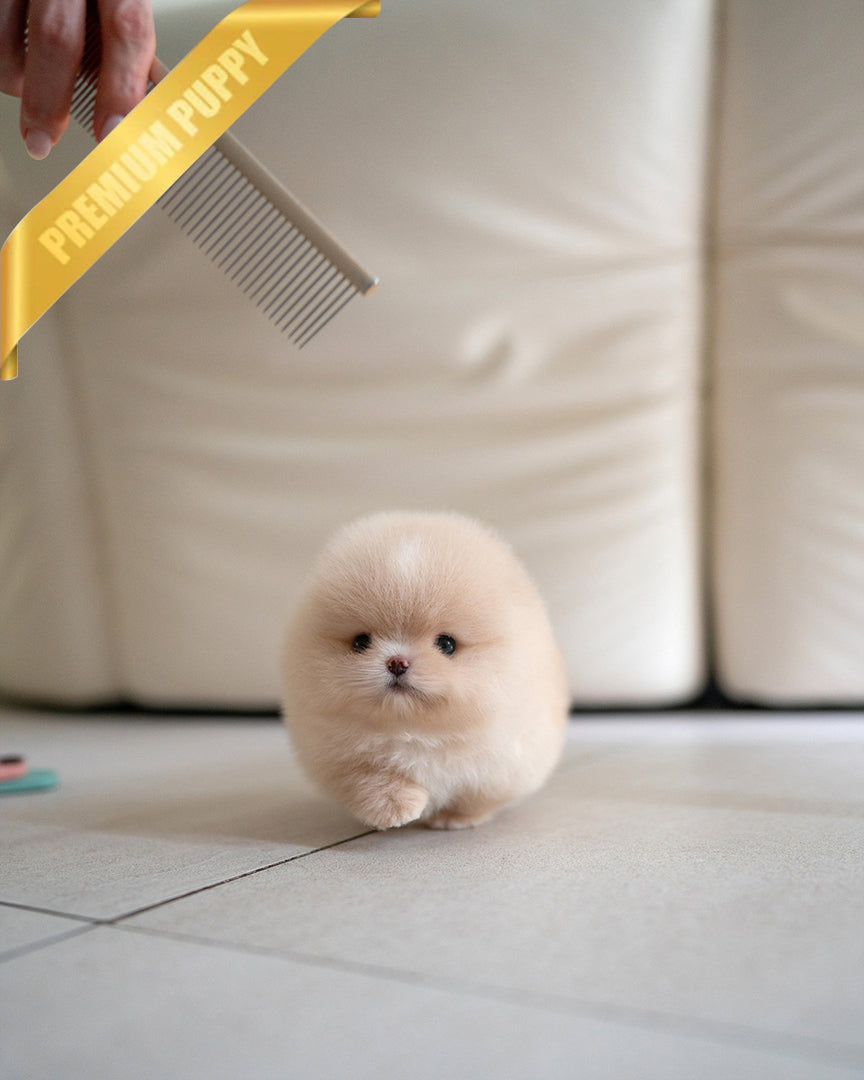 Mochi, a Pomeranian puppy
