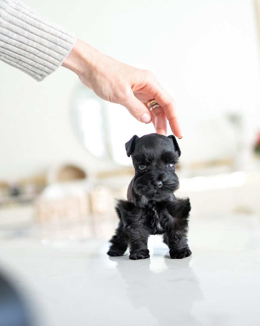 Bailey, a Mini Schnauzer puppy