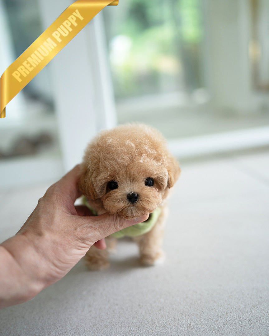 Monty, a Poodle puppy