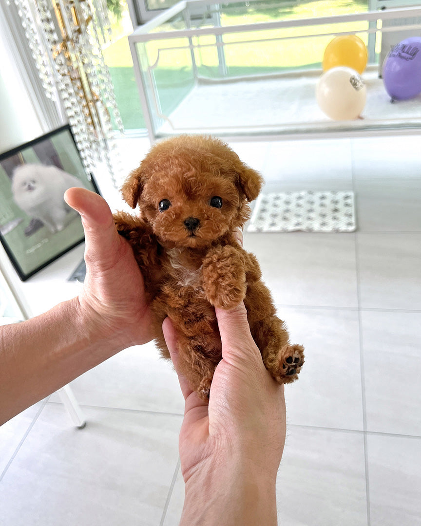 Monty, a Poodle puppy
