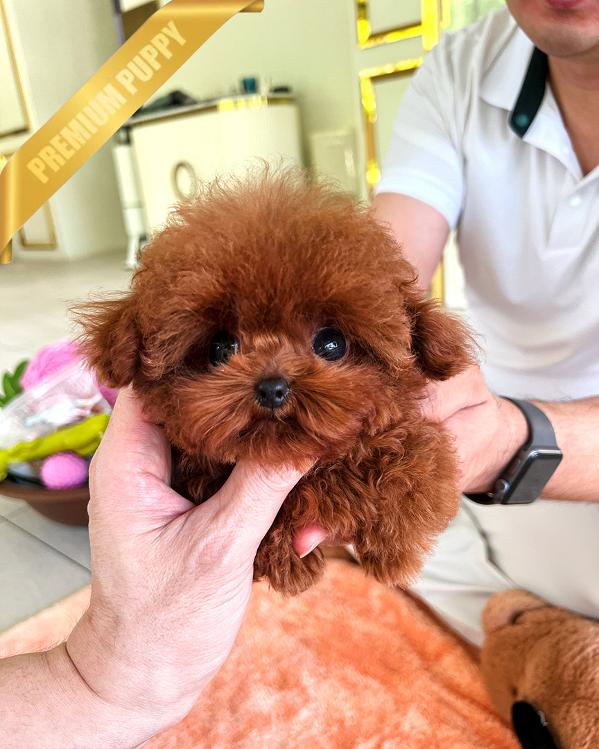 Monty, a Poodle puppy