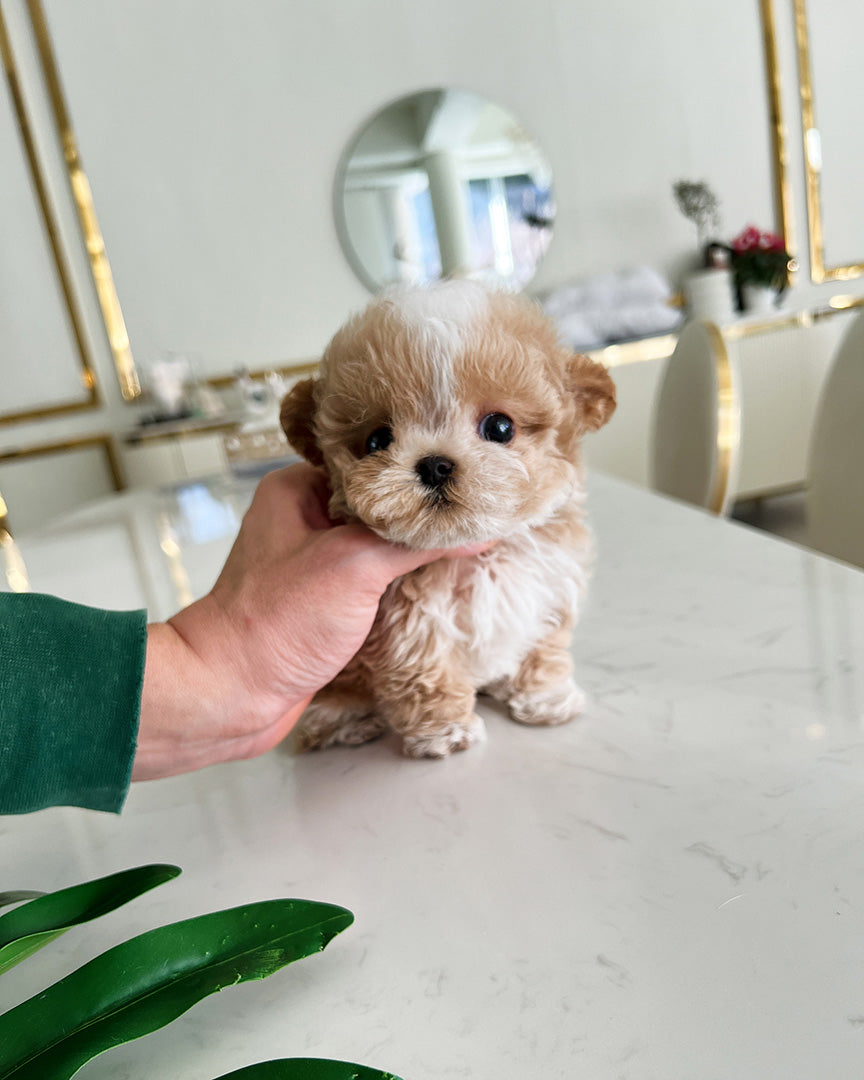 Myles, a Maltipoo puppy