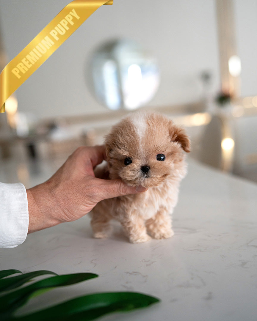 Myles, a Maltipoo puppy