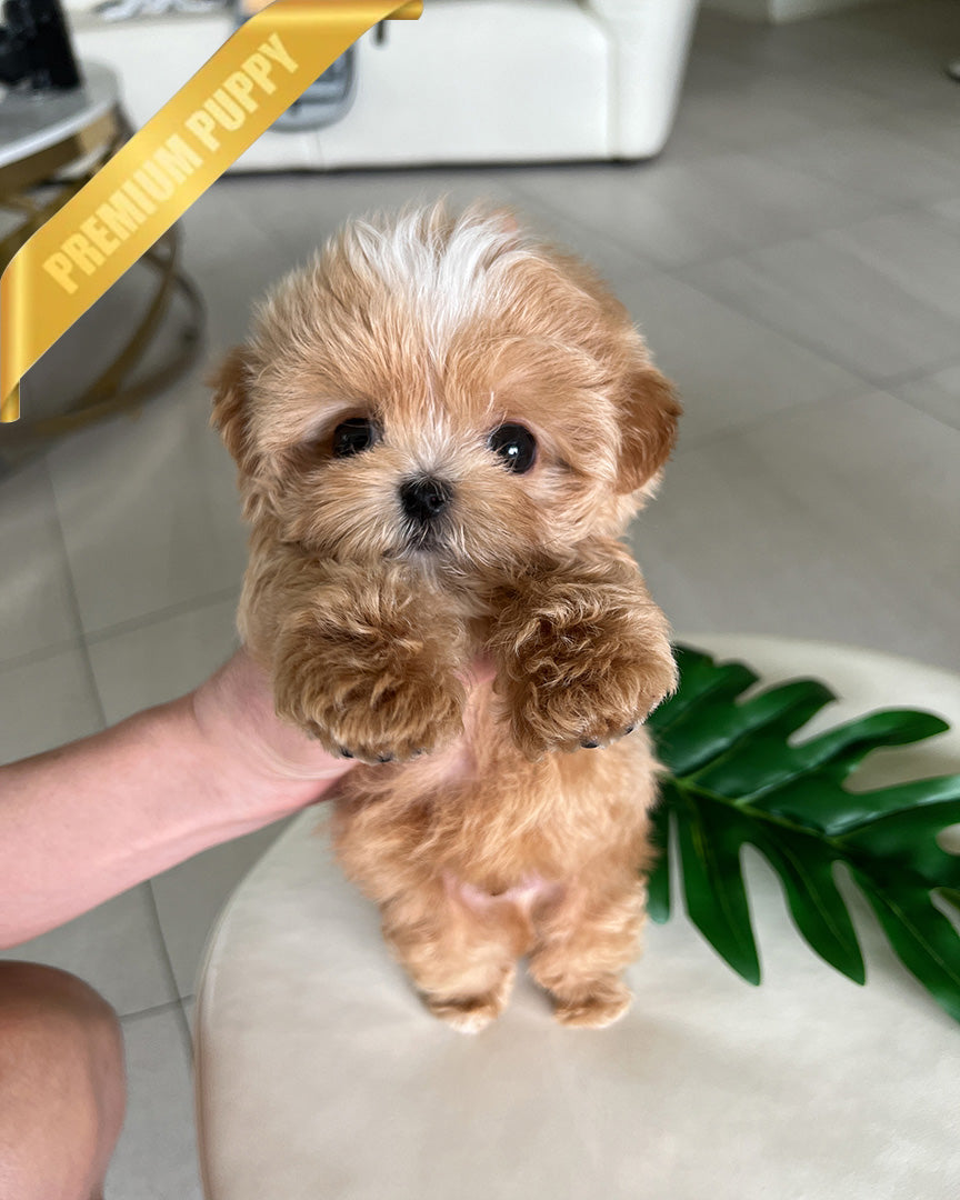 Myles, a Maltipoo puppy