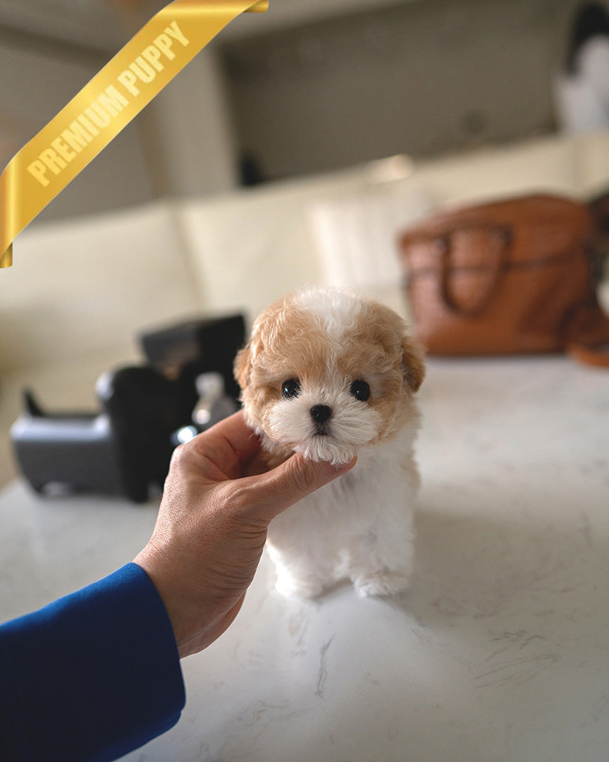 Myles, a Maltipoo puppy